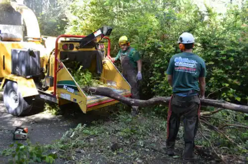 tree services The Crossings